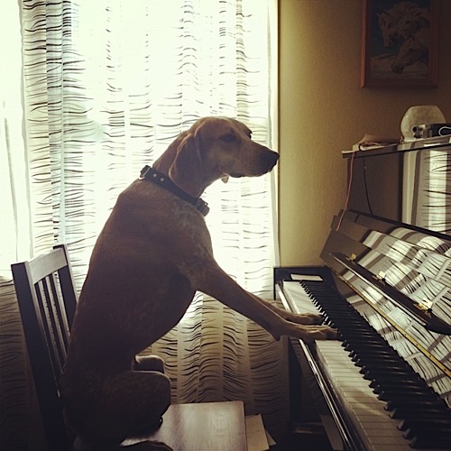 奇趣！動物攝影:一只特立獨行的狗(組圖)