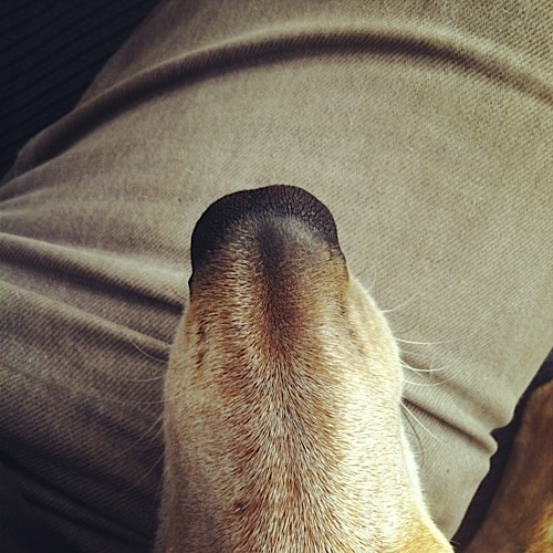 奇趣！動物攝影:一只特立獨行的狗(組圖)