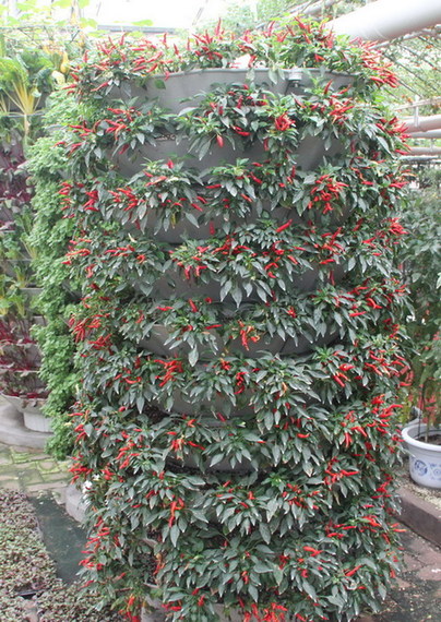 港澳媒體行采訪團(tuán)參觀壽光市蔬菜高科技示范園