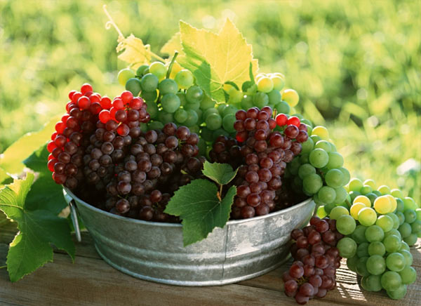 細數8種最有益的“難吃”食物