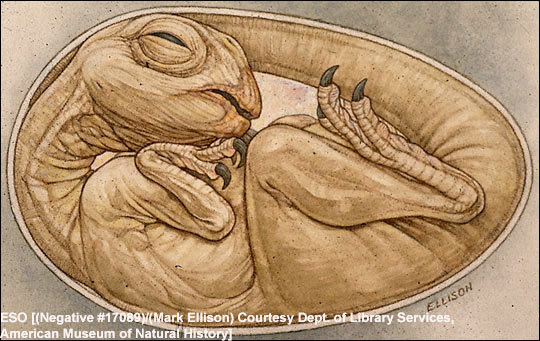 恐龍嬰兒震驚世界！盤點史上獨特的恐龍化石