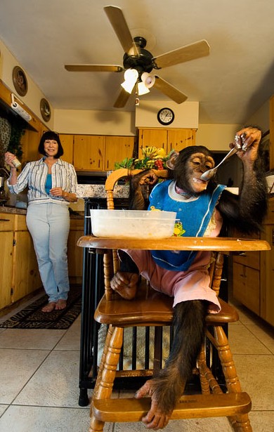 美國人什么寵物都敢養 猛獸成為家庭成員