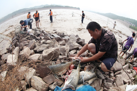 黃河小浪底大浪淘沙形成流魚奇觀