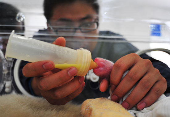 今年全球首對雙胞胎熊貓寶寶誕生