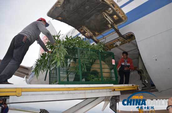 汶川地震寄養(yǎng)云南大熊貓返鄉(xiāng)