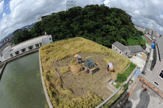 浙江溫嶺農民在房頂種水稻