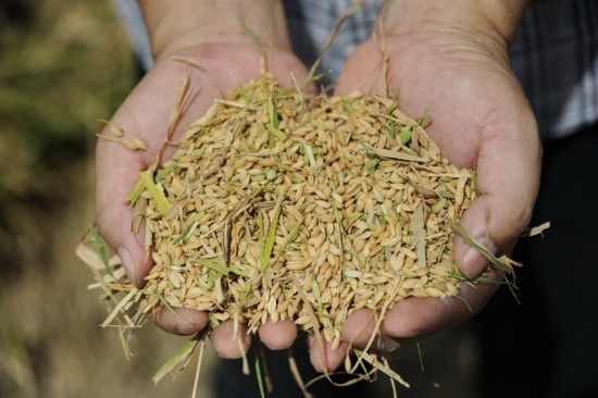 浙江溫嶺農民在房頂種水稻