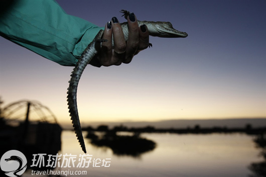 揭美國核電站鱷魚成群之謎