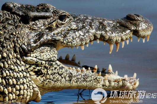 揭美國核電站鱷魚成群之謎