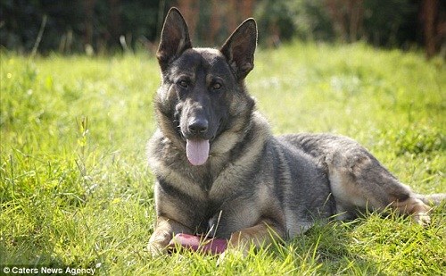 胖狗超重四人抬 懷孕男再獲真愛