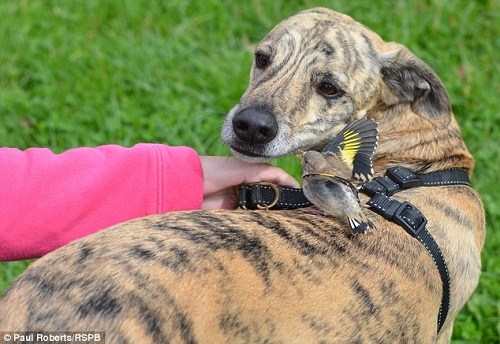 胖狗超重四人抬 懷孕男再獲真愛