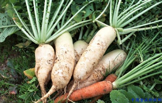 女性養生：這7種蔬菜 告別“人老珠黃”