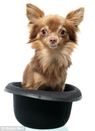 全英超級(jí)狗模決賽 奪冠熱門(mén)小狗秀英姿