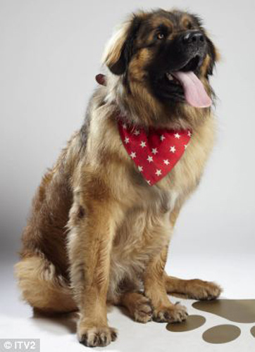 全英超級(jí)狗模決賽 奪冠熱門(mén)小狗秀英姿