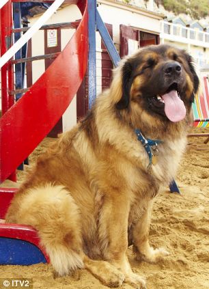 全英超級狗模決賽 奪冠熱門小狗秀英姿