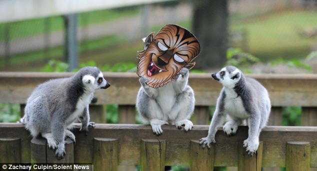 滑稽！英動(dòng)物園猴子戴萬(wàn)圣節(jié)面具嚇同伴(組圖)