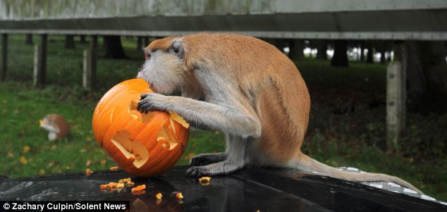 滑稽！英動物園猴子戴萬圣節(jié)面具嚇同伴(組圖)