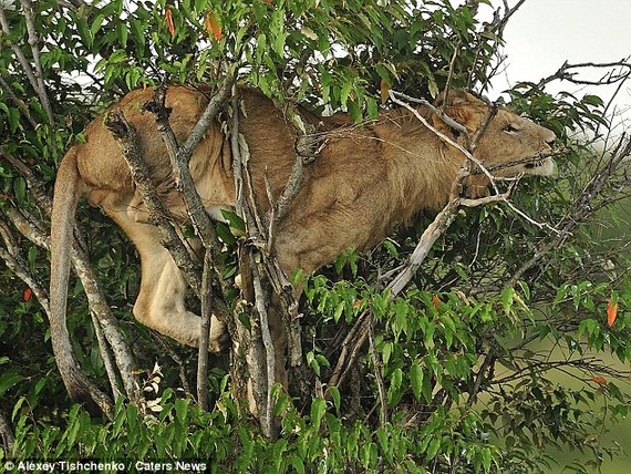 肯尼亞幼獅自比“美猴王”上樹被困(組圖)