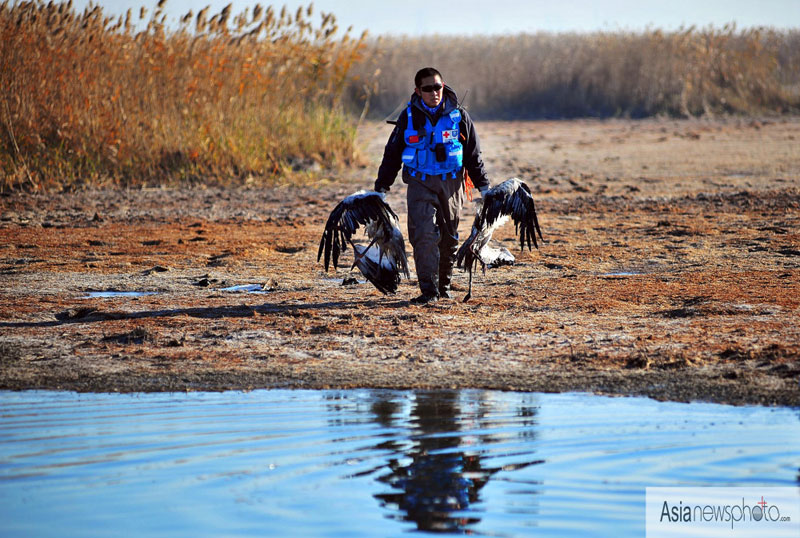 《中國日報》一周圖片精選：11月10日—11月16日