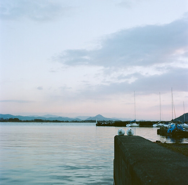 陽光下 我愿做一只慵懶的喵星人[組圖]