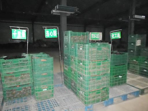 十八大后看河北：廊坊市固安縣蔬菜產業建設成果點擊