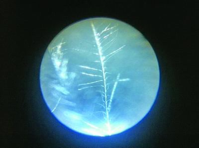 媒體揭羽絨制品內幕:幾塊錢飛絲冒充幾百塊鵝絨