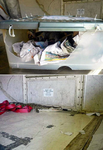 盤點2012年動物“越獄”事件