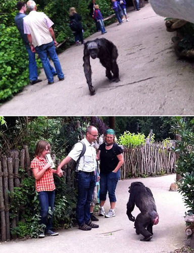 盤點2012年動物“越獄”事件