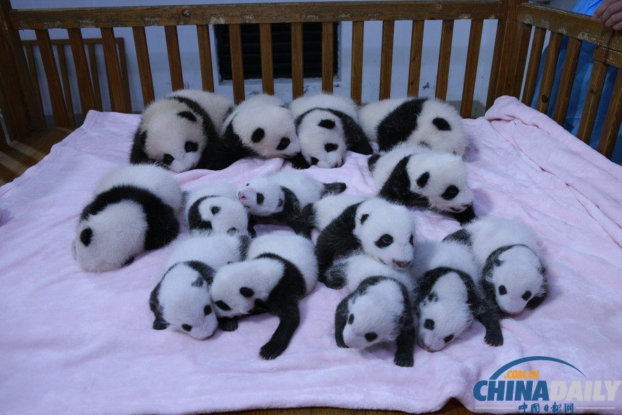 成都2013年新生大熊貓寶寶集體亮相