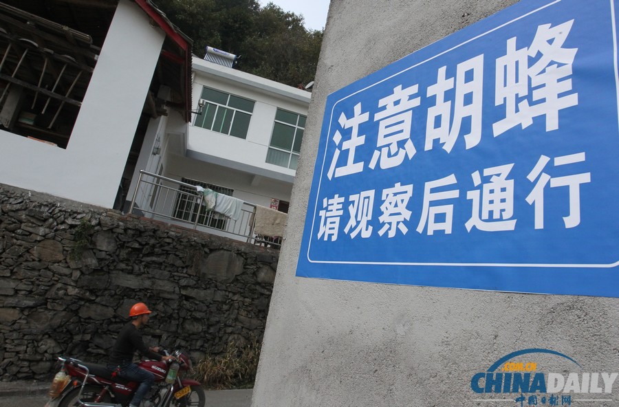 陜西三市42人被胡蜂蟄死 1周摘除蜂窩近千個(gè)