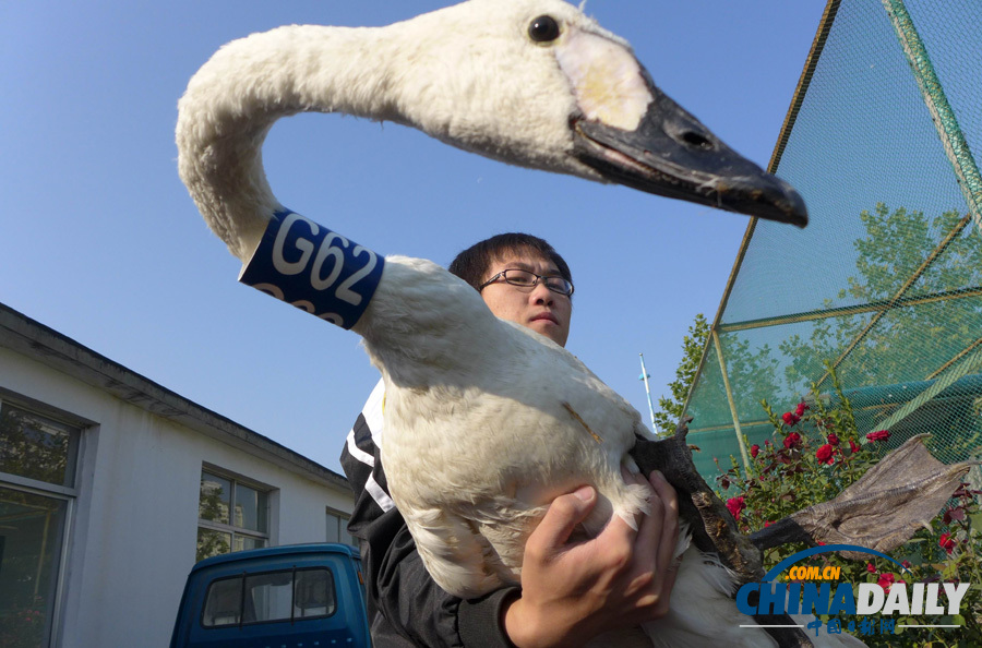 河北滄州放飛一批珍稀鳥類
