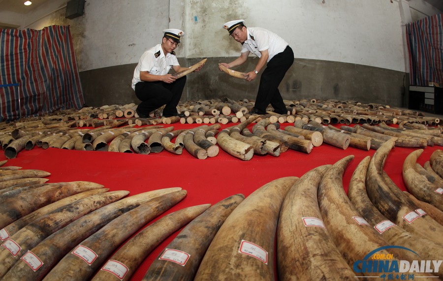 廈門海關查獲特大團伙走私象牙案 價值6億人民幣