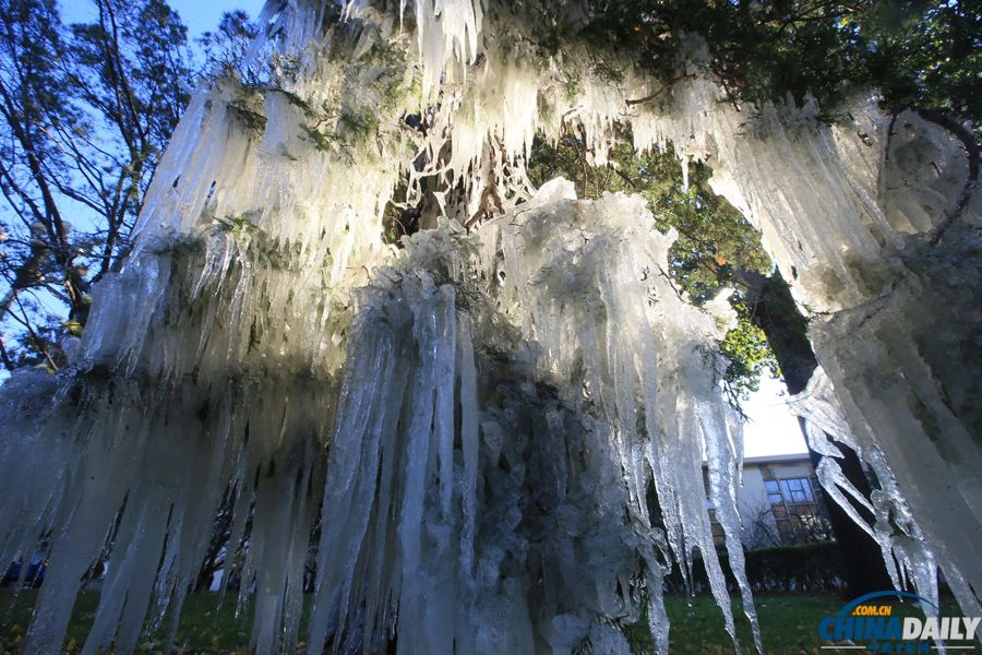 北京氣溫昨驟降 今晨冰掛現枝頭