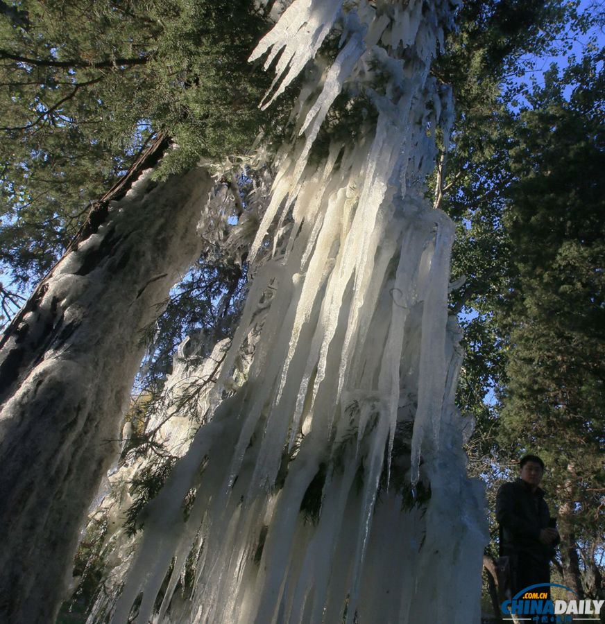 北京氣溫昨驟降 今晨冰掛現枝頭