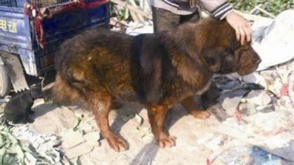 男子偷40萬藏獒回家養 8個月被吃窮1千轉手(圖)