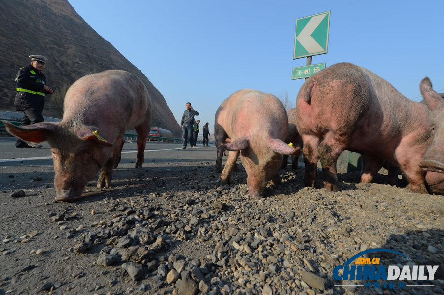 種豬大鬧高速路 交警當“豬倌”