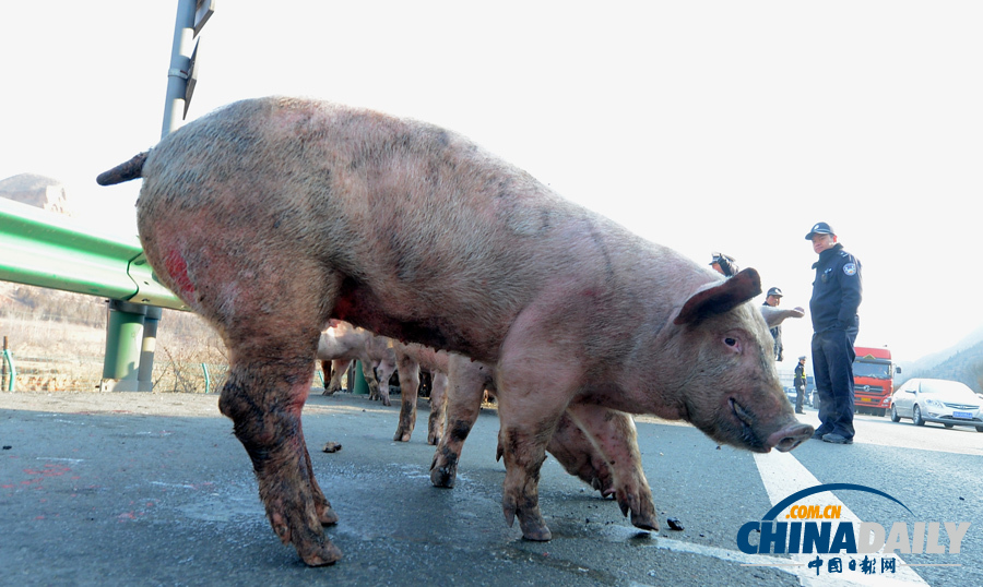種豬大鬧高速路 交警當“豬倌”