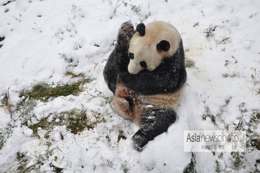 中國日報一周圖片精選：12月14日—20日