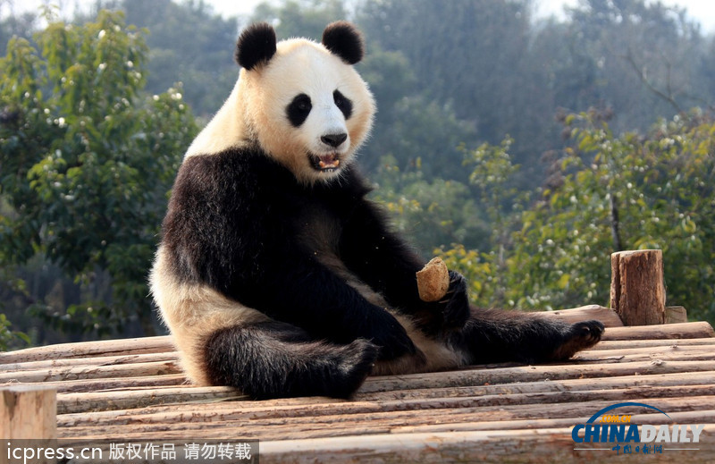 安徽休寧：大熊貓曬太陽賣萌憨態可掬