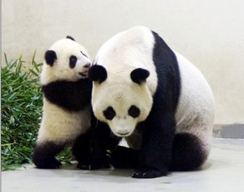 超萌“圓仔”變“搖錢樹” 帶動臺灣5億商機