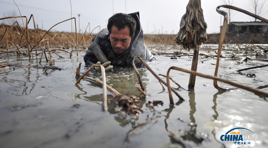 圖片故事：黃河灘上挖藕工