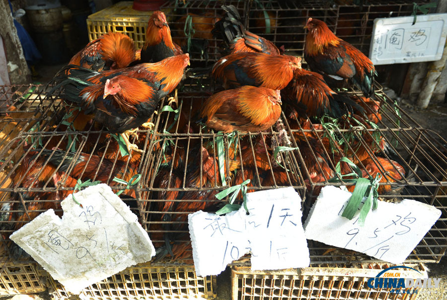 杭州主城區1月24日零時起暫停活禽交易