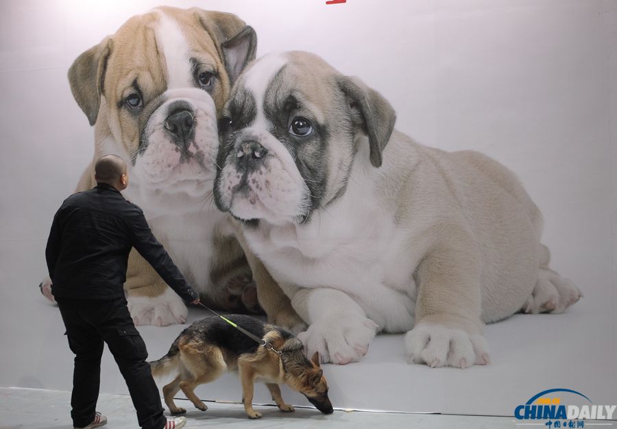 第三屆上海犬博會上萌寵齊聚