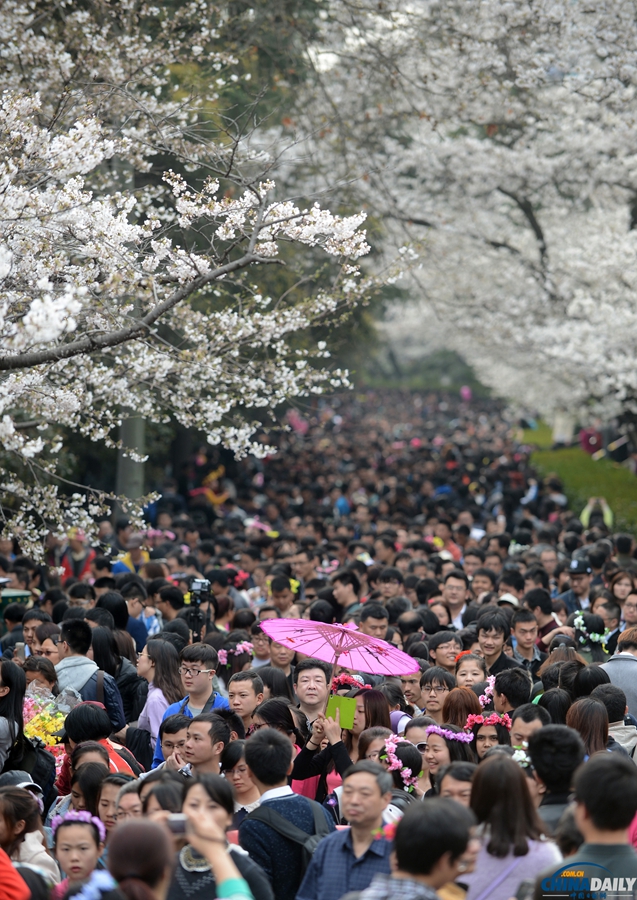 湖北武漢：武大櫻花開 校園成公園