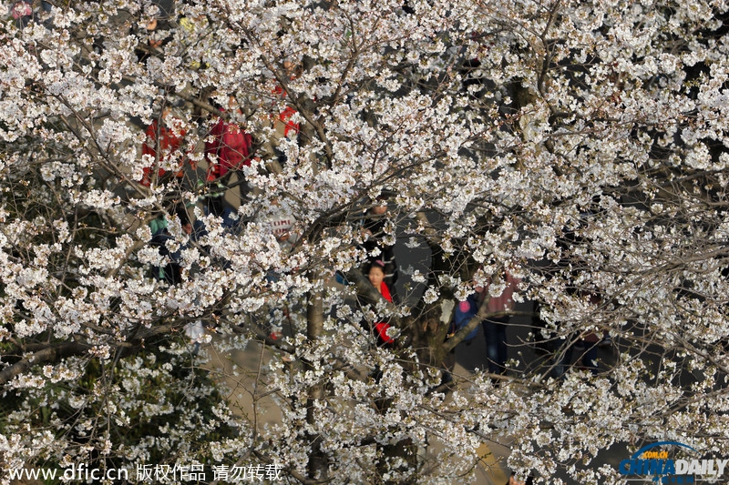 湖北武漢：武大櫻花開 校園成公園