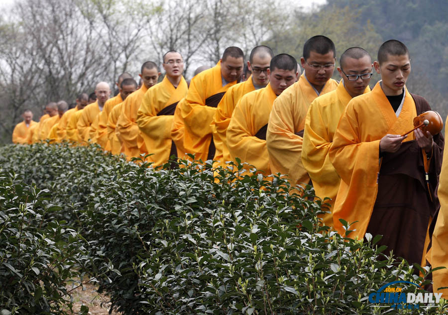 “法凈禪茶”開始采摘