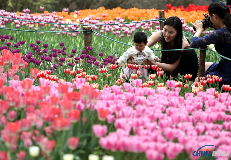 北京植物園首次搭臺賞花