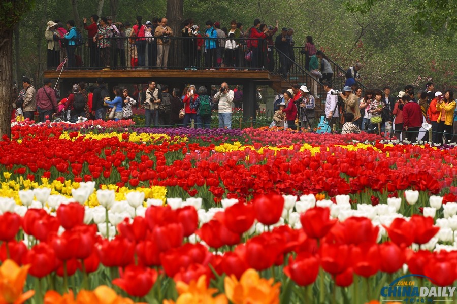北京植物園首次搭臺賞花