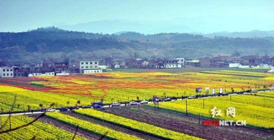 油菜花地6000盞燈籠拼成神農畫像