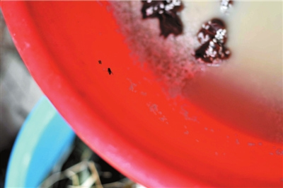 北京黑粽子窩點濫加甜蜜素提味 江米泡臟水里